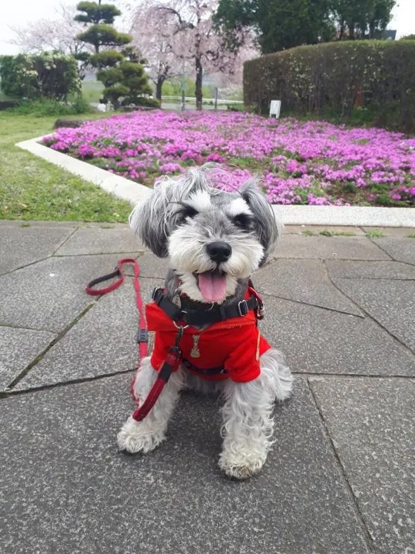 ピンクのお花を背景にして飼い主を見つめる犬・サクラちゃん