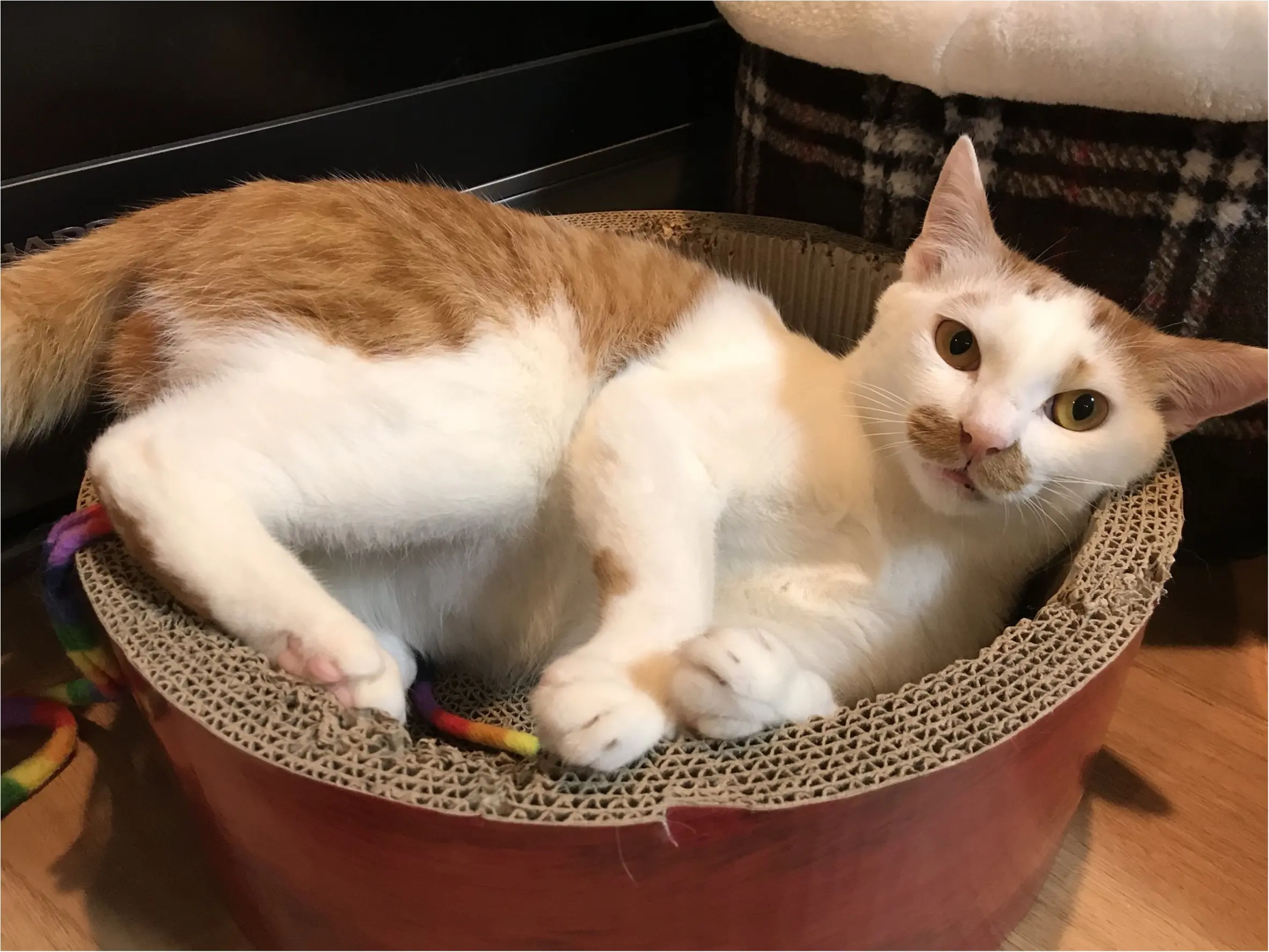 【今日のにゃんこ】ふぅ~。爪とぎ途中で一休みしているラビくん_1