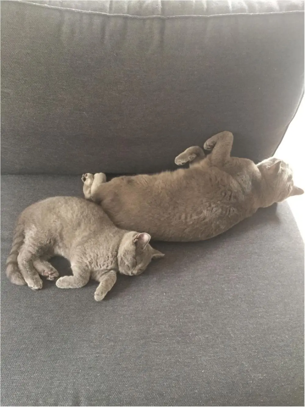 【今日のにゃんこ】 そっぽを向いていても、仲良しなムクくん&レオくん♡_1