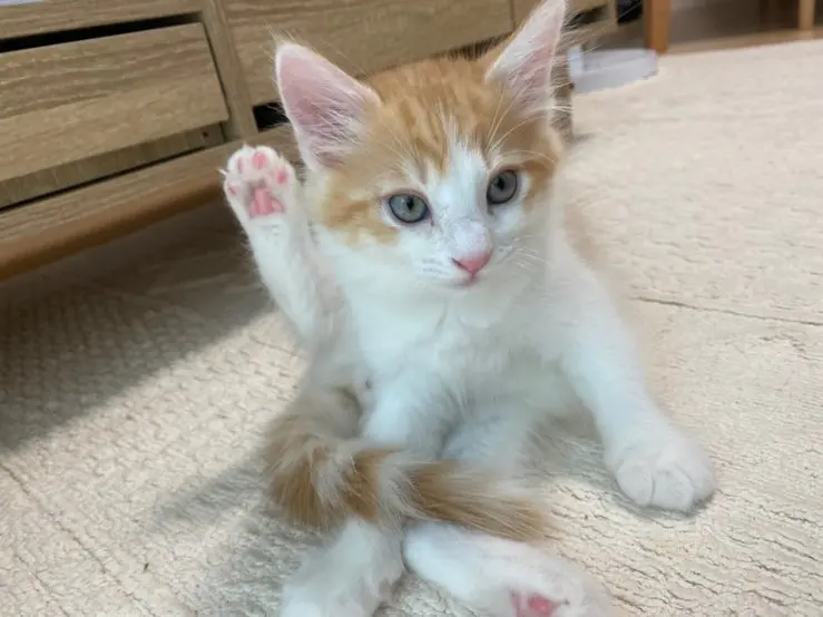 【ペット】うちの猫が可愛すぎる_3