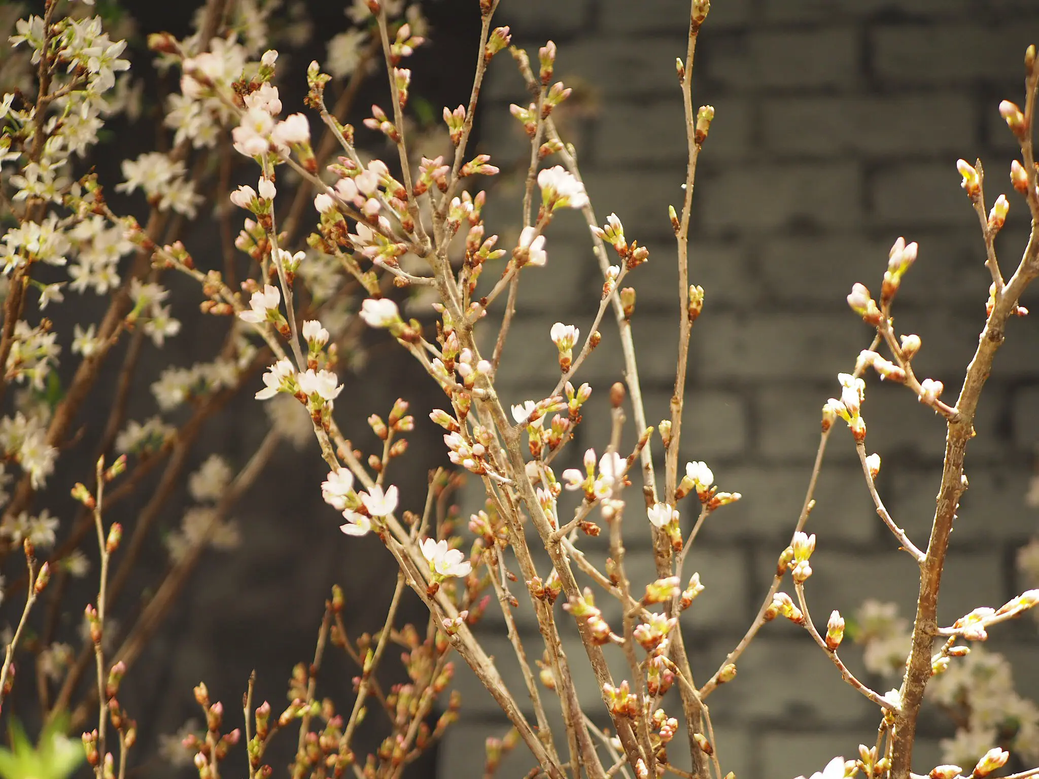 【おうちでお花見♡】AOYAMA FLOWER MARKETの桜が咲きました♩_2
