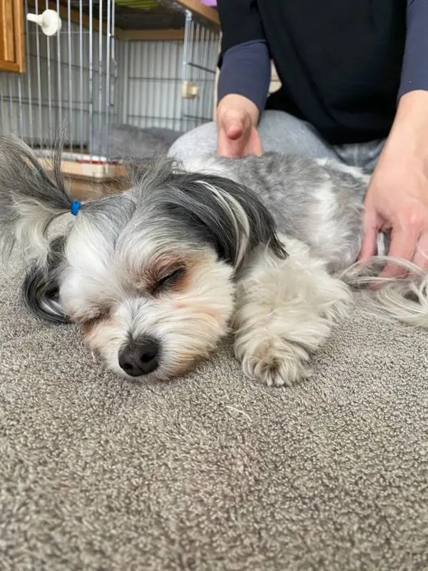 家の床に寝転ぶチワワとマルチーズのミックス犬・太郎君