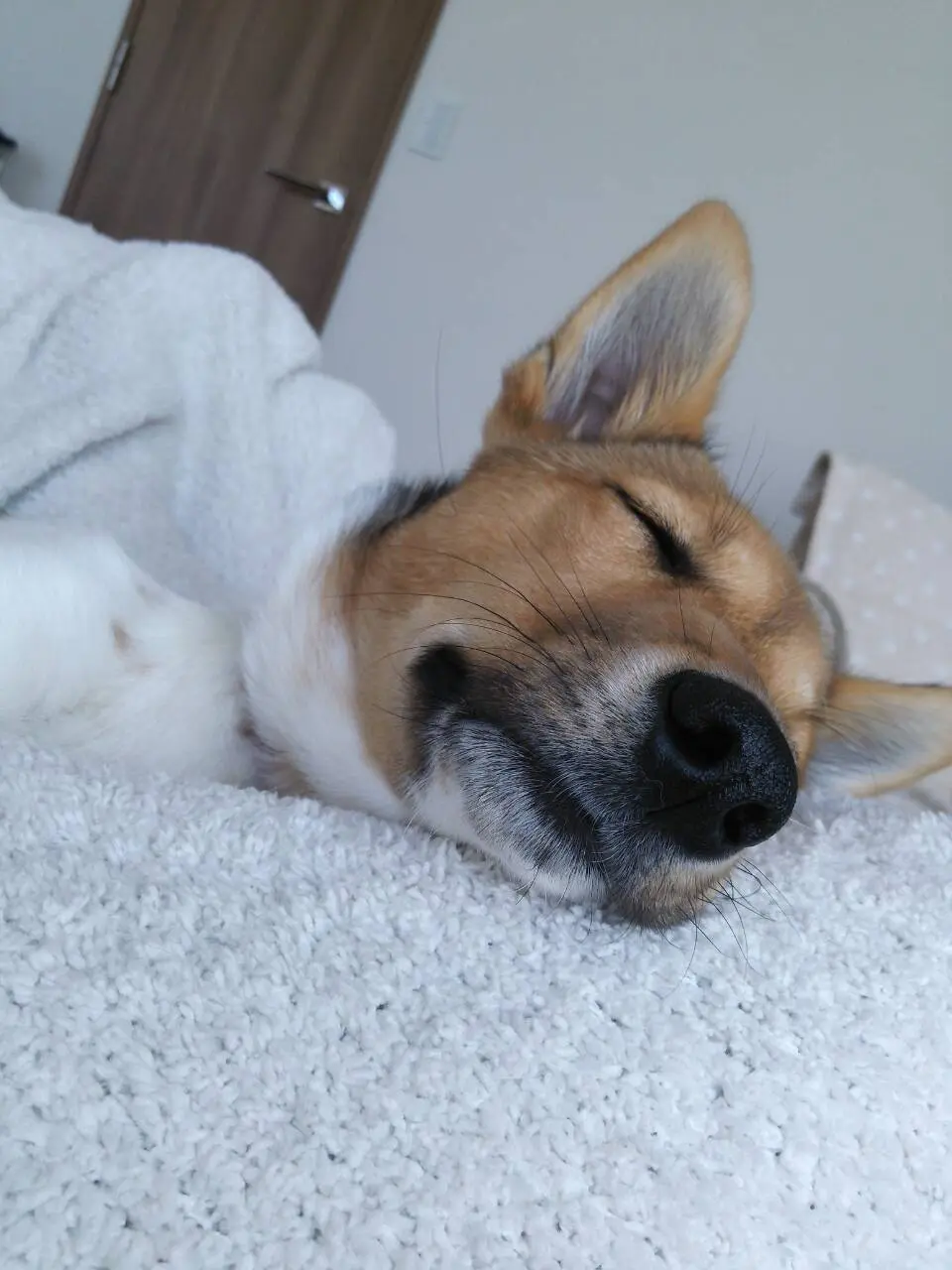 本日のわんこ こだまちゃん_1