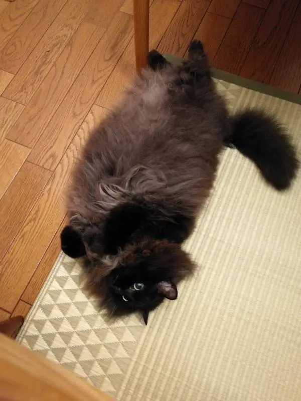 ラグの寝心地を確認する猫・ゆらちゃん