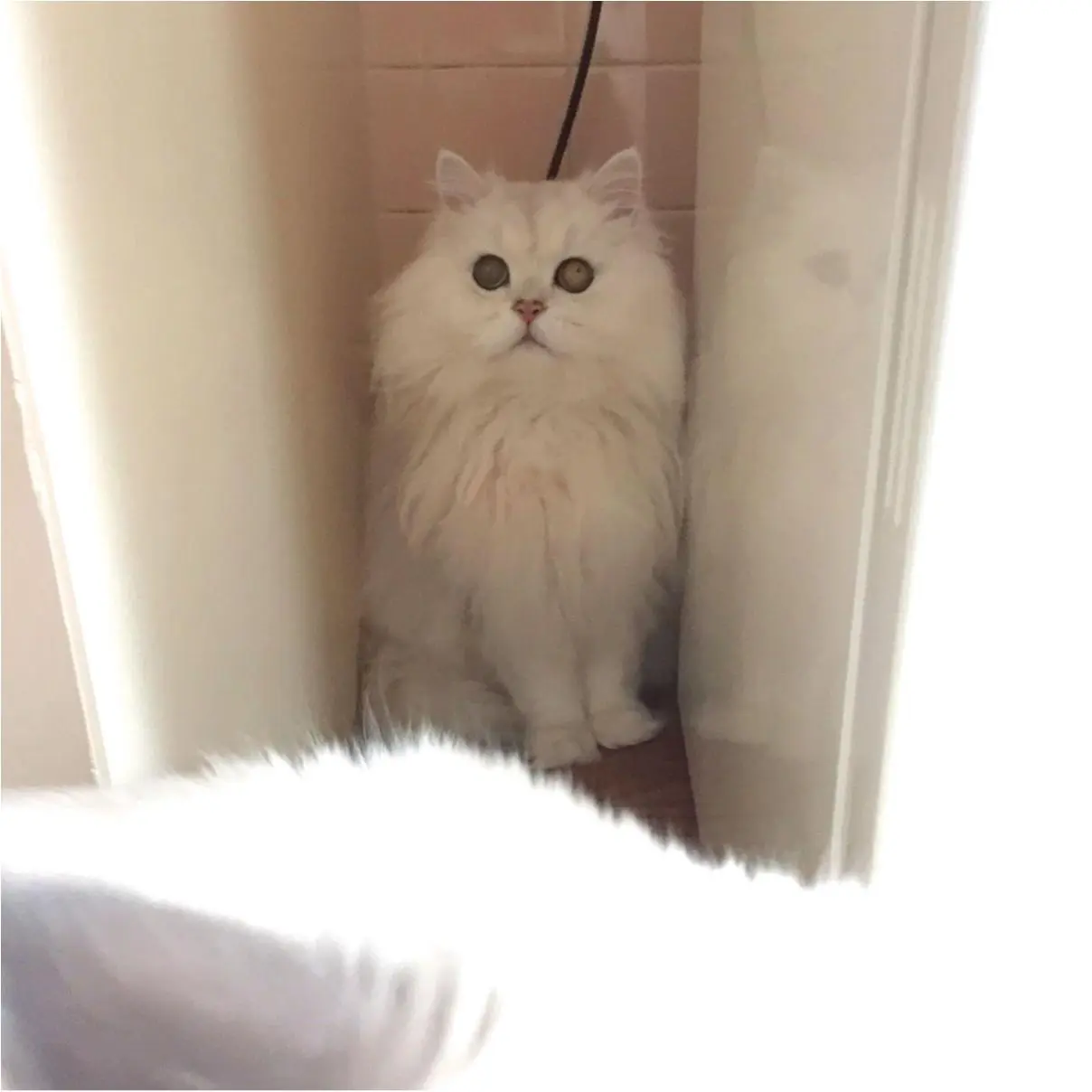 今日のにゃんこ 掃除機が怖いトラくん 雲隠れの術 今日のわんこ にゃんこ Daily More