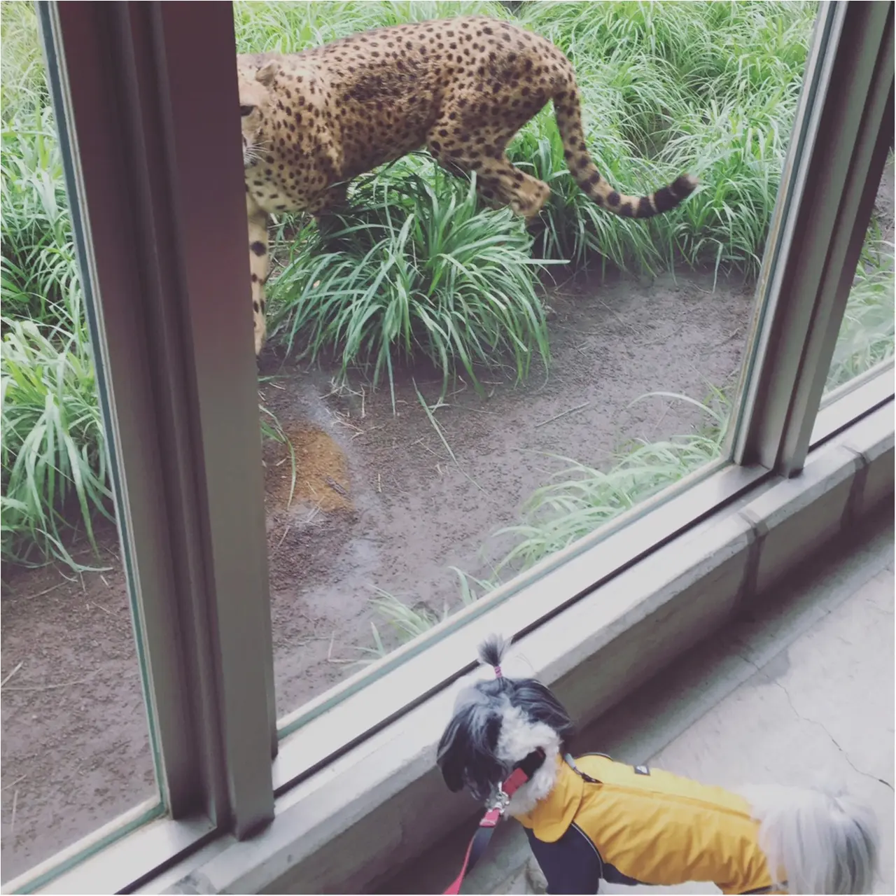 【今日のわんこ】ドキドキ♥ 太郎くん、動物園に行く!_1