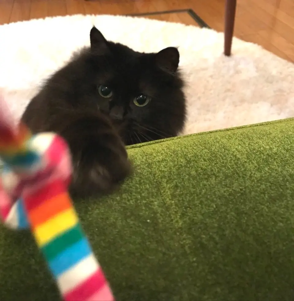 【今日のにゃんこ】遊んでくれるのを期待しているゆらちゃん♡_1