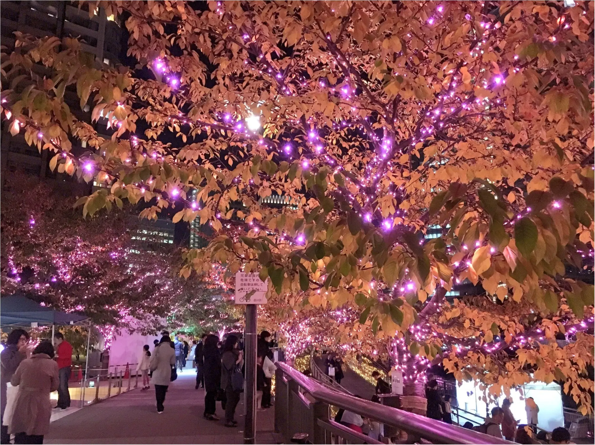 『目黒川』に『冬の桜』が咲きました(*°○°*)♡最新の『環境にやさしいイルミネーション』って???_3