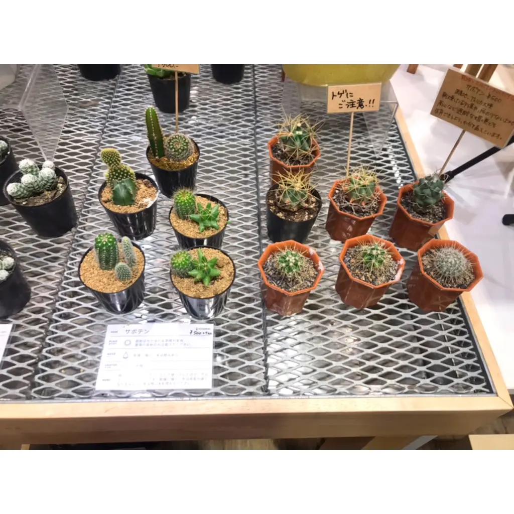 【インテリア】観葉植物のあるお部屋でリフレッシュ空間を作る!HITOHACHI紹介!_3