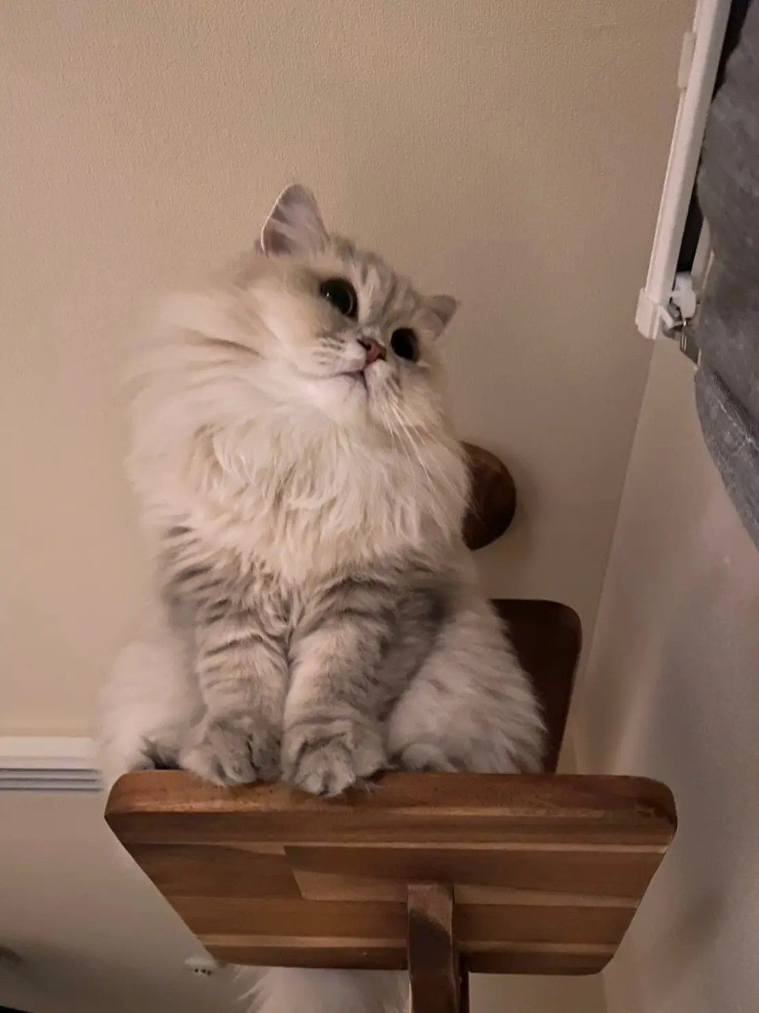 キャットタワーの上から窓の外を眺める猫・ココンちゃん