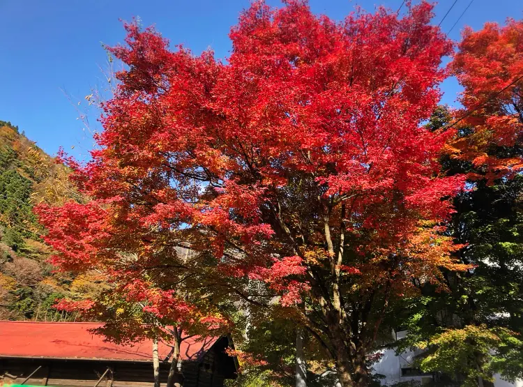 【#静岡】《夢の吊り橋×秋・紅葉》美しすぎるミルキーブルーの湖と紅葉のコントラストにうっとり♡湖上の吊り橋で空中散歩気分˚✧₊_11