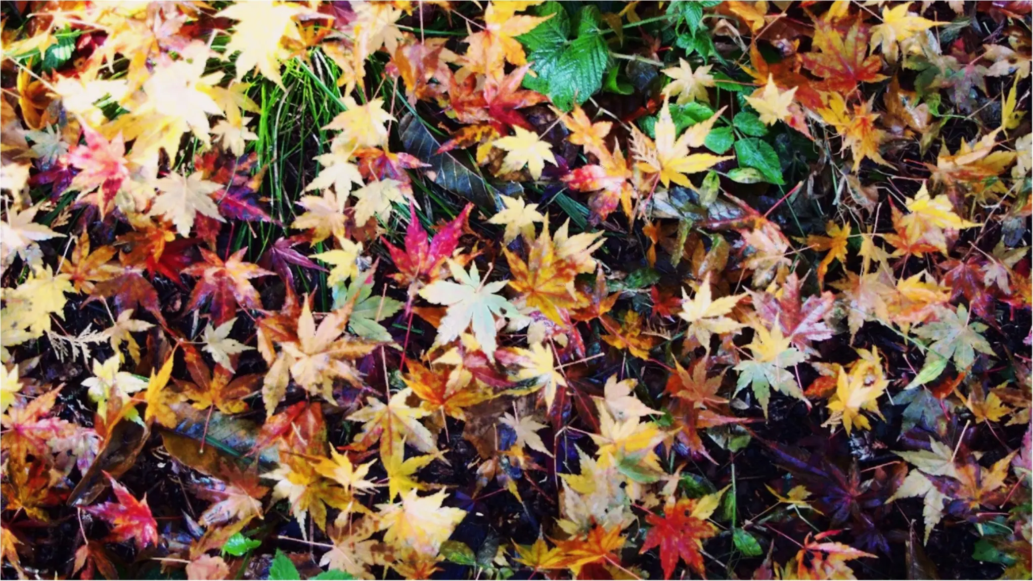 紅葉を満喫♩都心から二時間のとっておきの癒しスポット・秩父長瀞へ!_11
