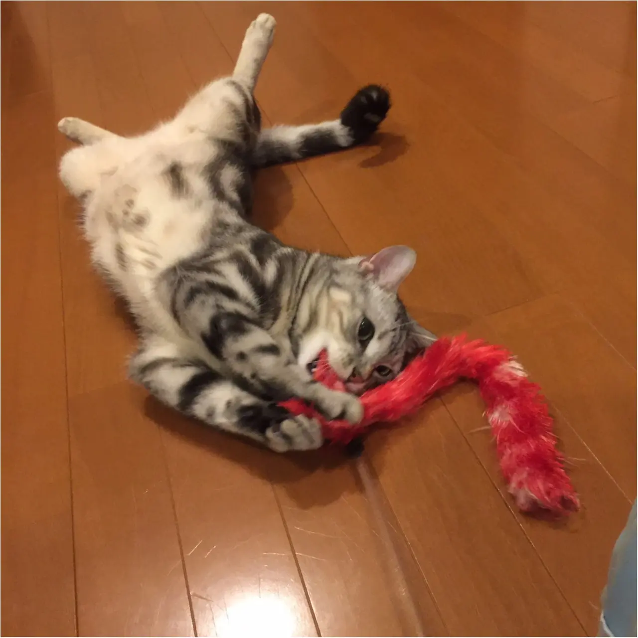 【今日のにゃんこ】捕まえたー! アランくんはオモチャと格闘中_1