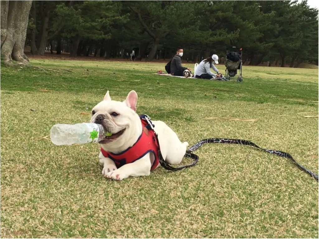 【今日のわんこ】ペットボトルで!? ぶんちんくんのドリンクスタイルが面白すぎる!_1