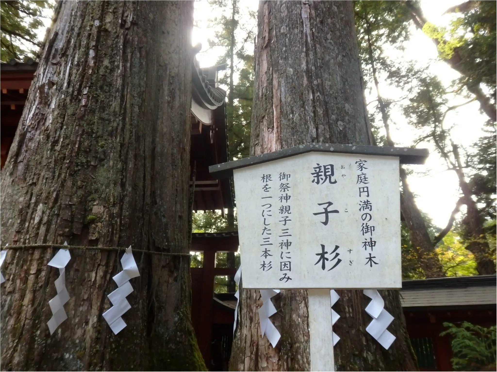 【知らなかった!】日本一楽しめる神社へ潜入してみた_12
