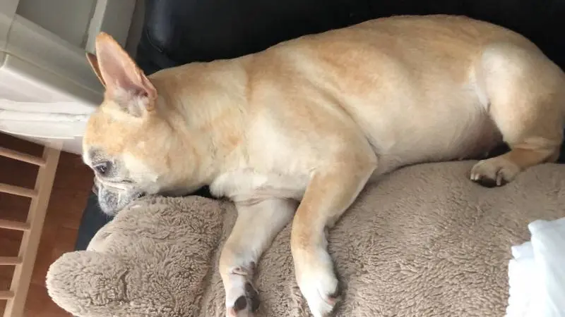 ママのそばを離れない犬・マツコ