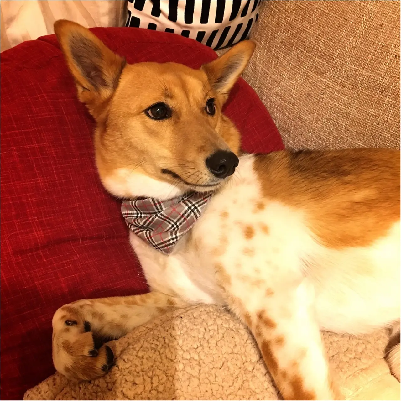 【今日のわんこ】やだやだ~! こだまちゃんが嫌がっているものって、なに?_1