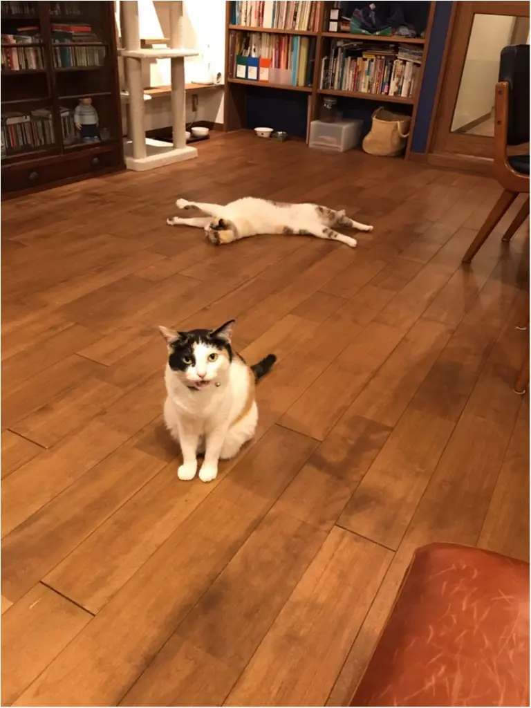 【今日のにゃんこ】ま、待ってにゃ! ゆきちゃんとちよちゃんのおやつタイム_1