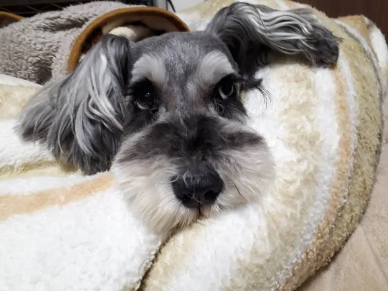 お昼寝から目覚めた犬・サクラちゃん
