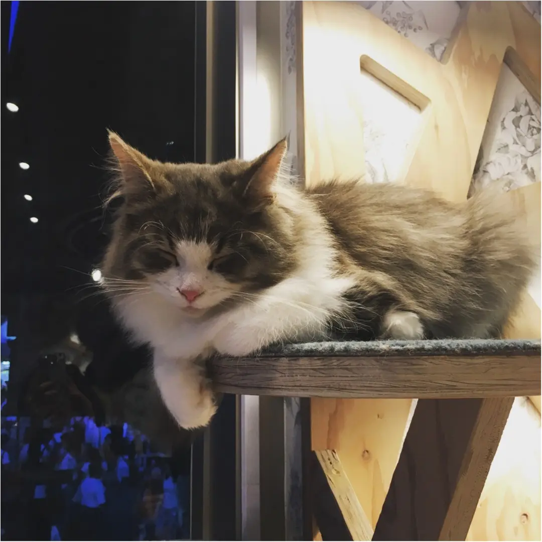 原宿の猫カフェでもふもふしてきました!_3