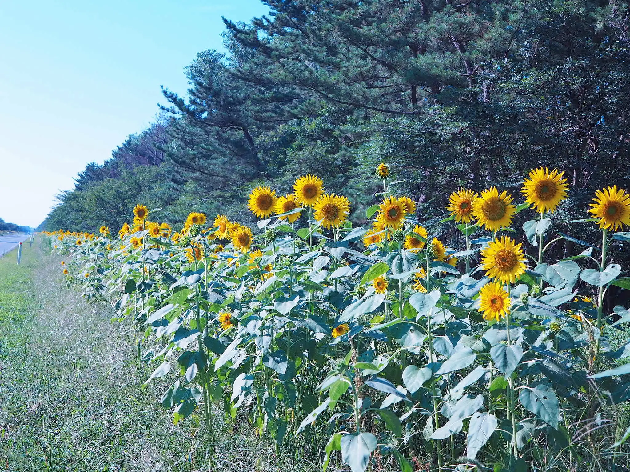 【#ひまわり畑 #秋田県】大潟村ひまわりロード♡と日本一低い山♫_4