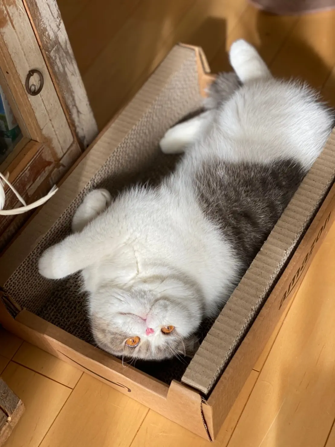爪研ぎの上に寝転ぶ猫・こたつくん
