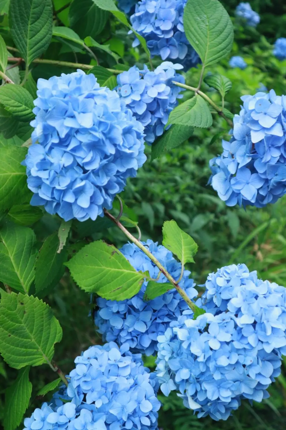 鎌倉の紫陽花名所特集 - 人気のあじさい寺「長谷寺」「名月院」などおすすめスポット_34