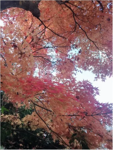 紅葉シーズン!!到来!!北海道の見頃は終わってしまいましたが…公園にいけば、もう少しだけ秋を感じられそうです♡_2