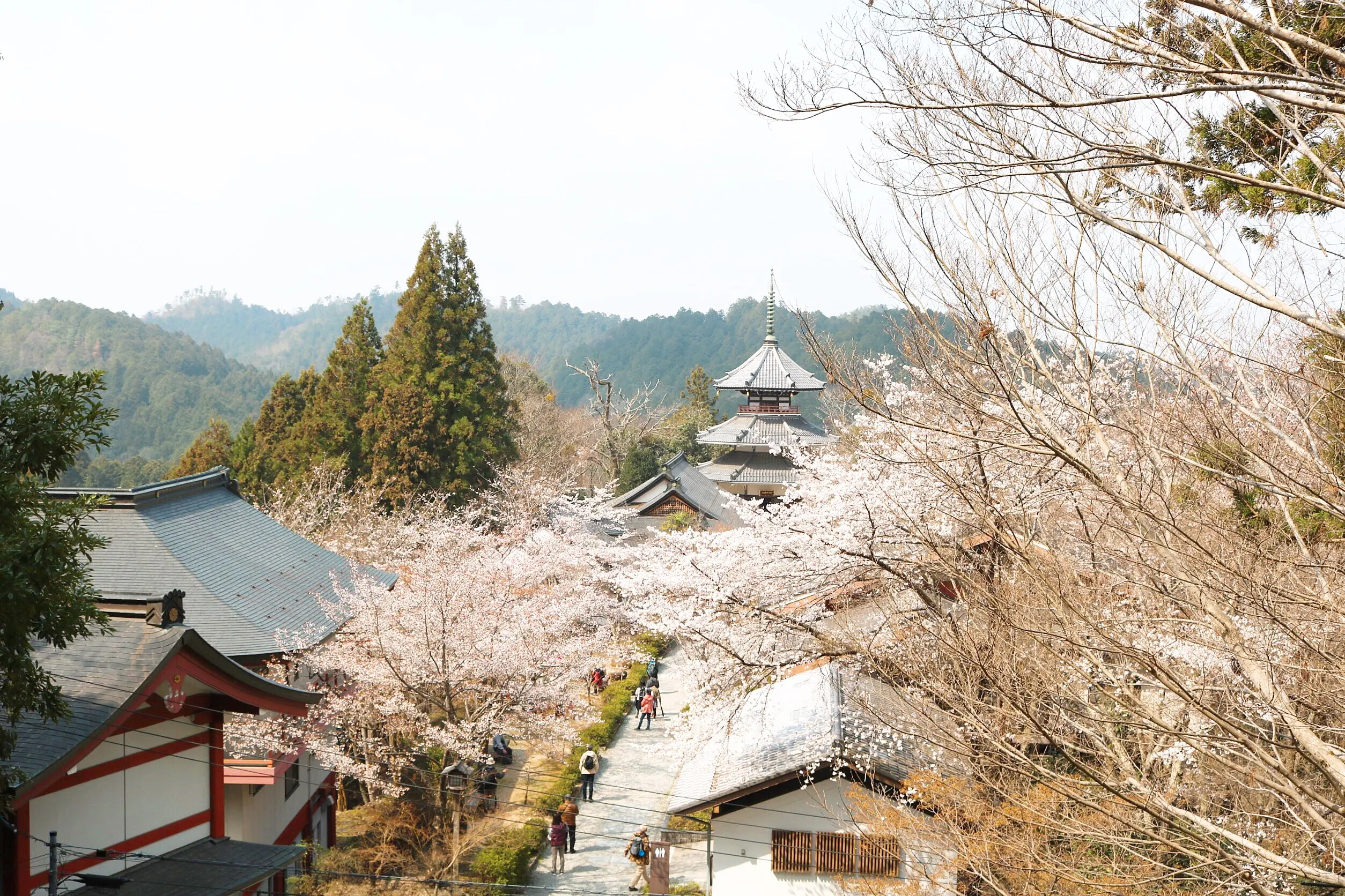 平成最後の桜です_1