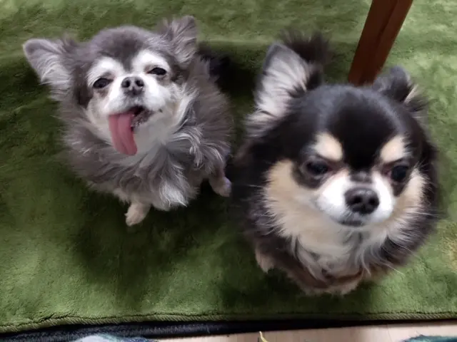 【今日のわんこ】やっぱりベローンなろろん_1