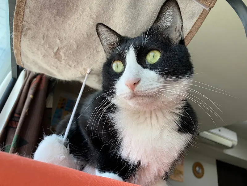 キャットタワーから外の景色を眺める猫・ルウくん