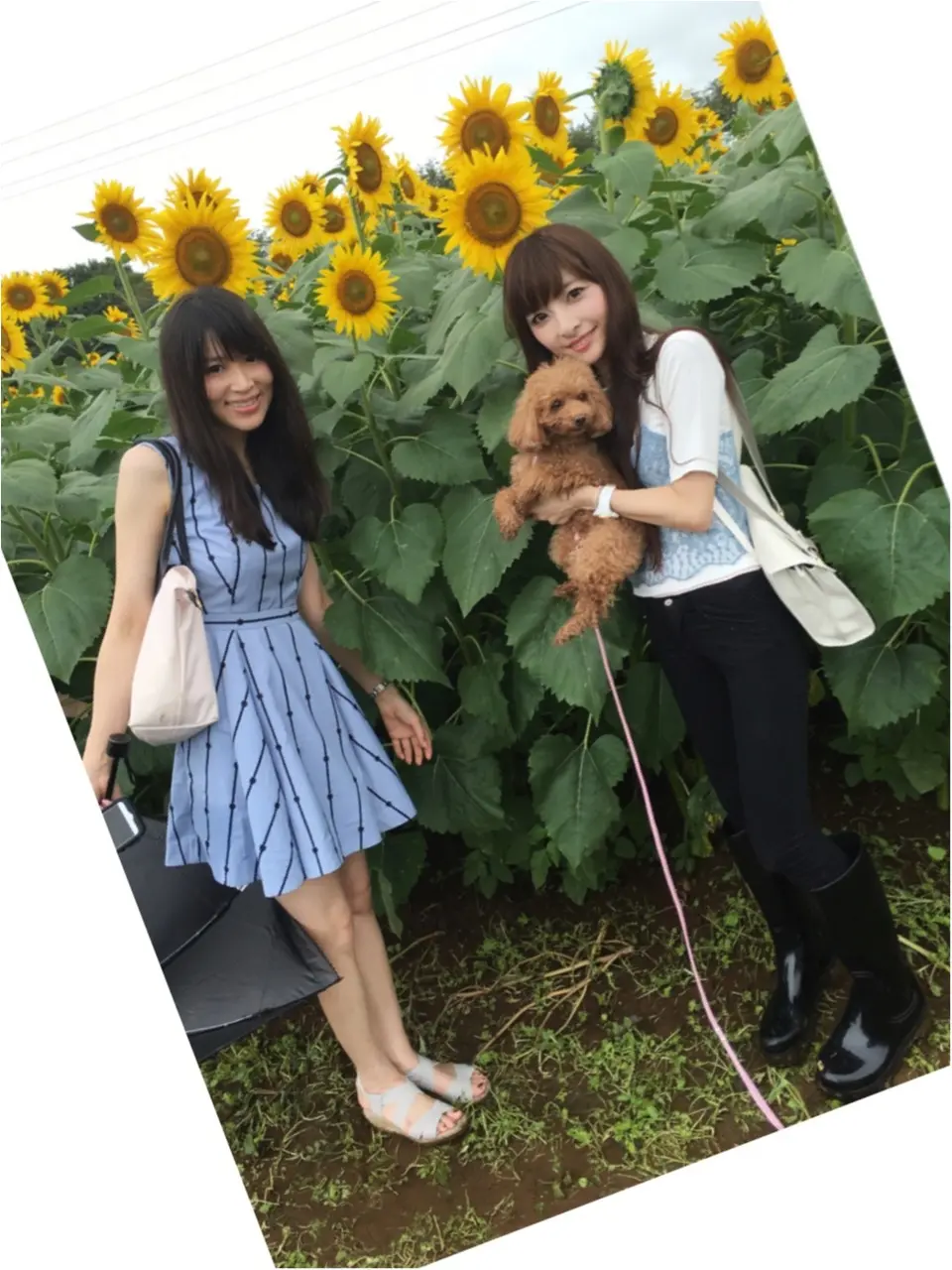 ♡【都内から1時間ちょっと】ひまわり畑見てきたよー♡モアハピ◡̈のぞみ♡_9