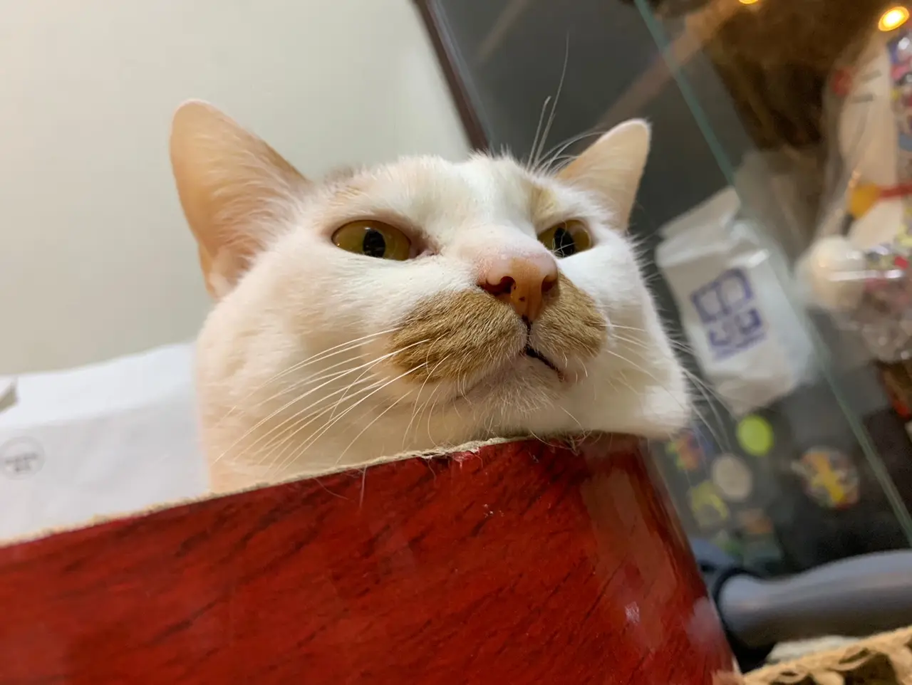 雑種猫・ラビくんのもちもちほっぺ