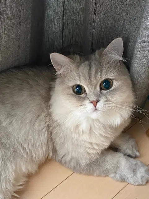 【今月のにゃんこ】ペルシャ・チンチラブルー・ココンちゃんの、くりくりおめめが可愛すぎる瞬間5選♡_5