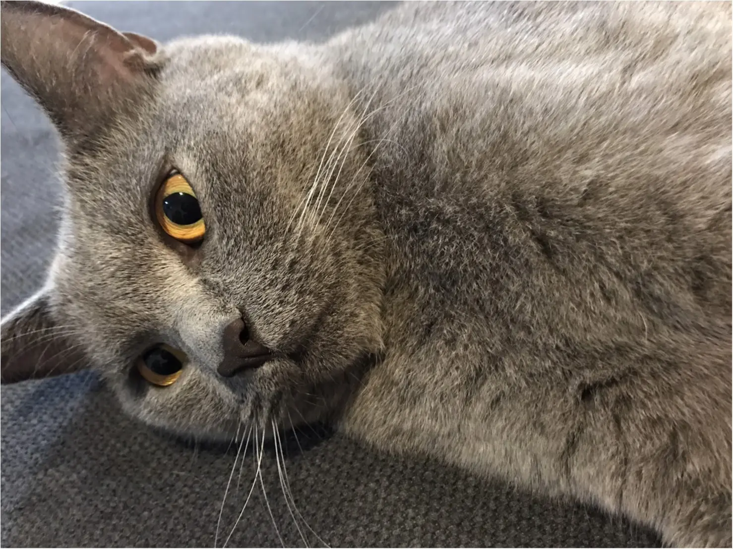 【今日のにゃんこ】ちーん! お疲れモードのレオくん_1