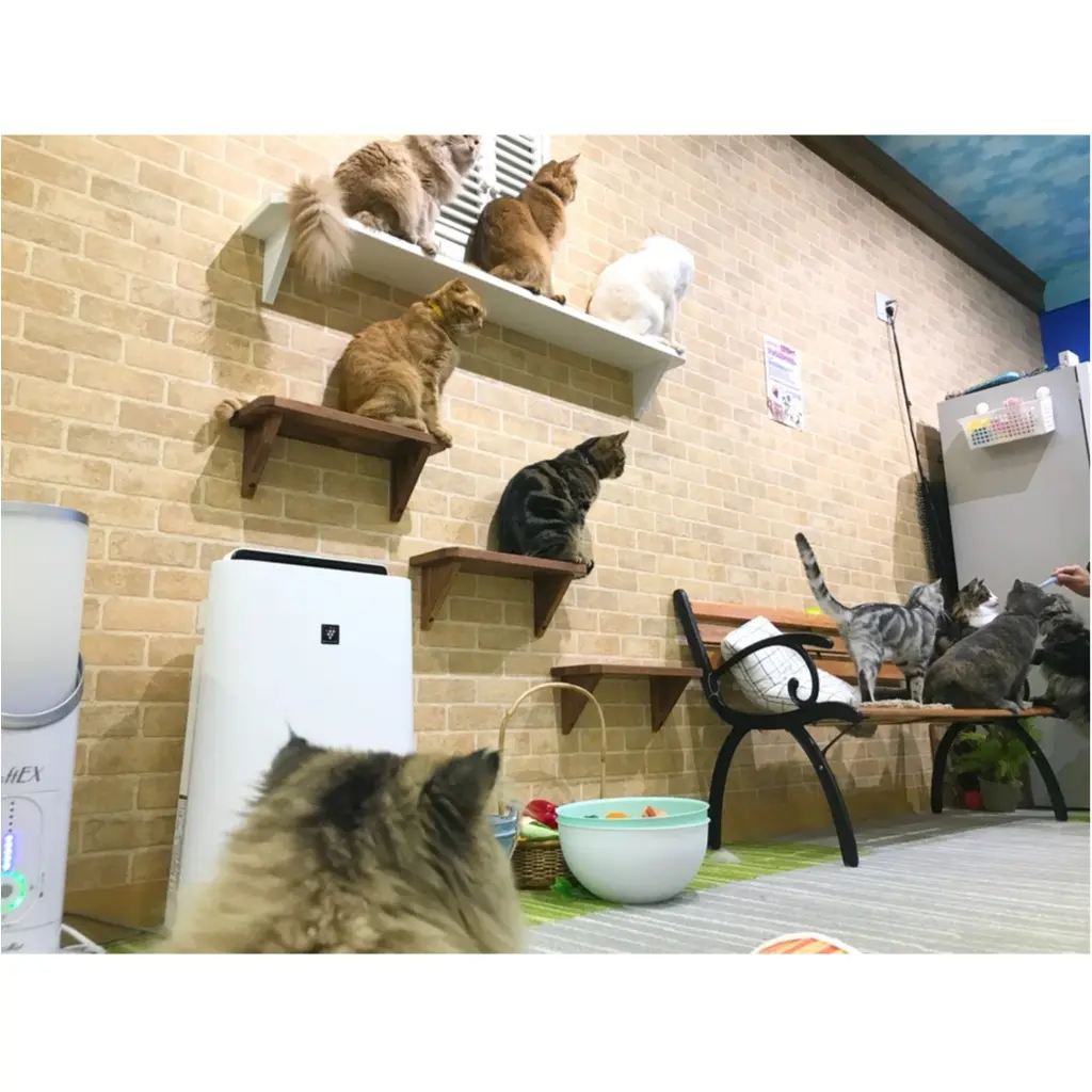 【空前の猫ブーム】首都圏内オススメの猫カフェ教えちゃいます!@横浜店レポ_5