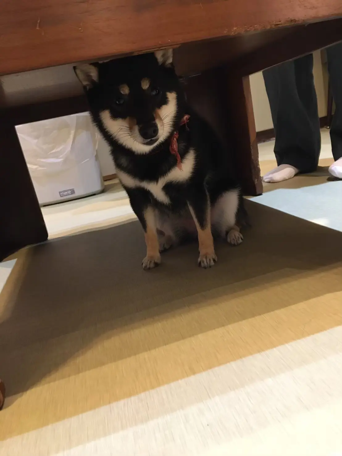 【原宿豆柴カフェ】に行ってきた!_4