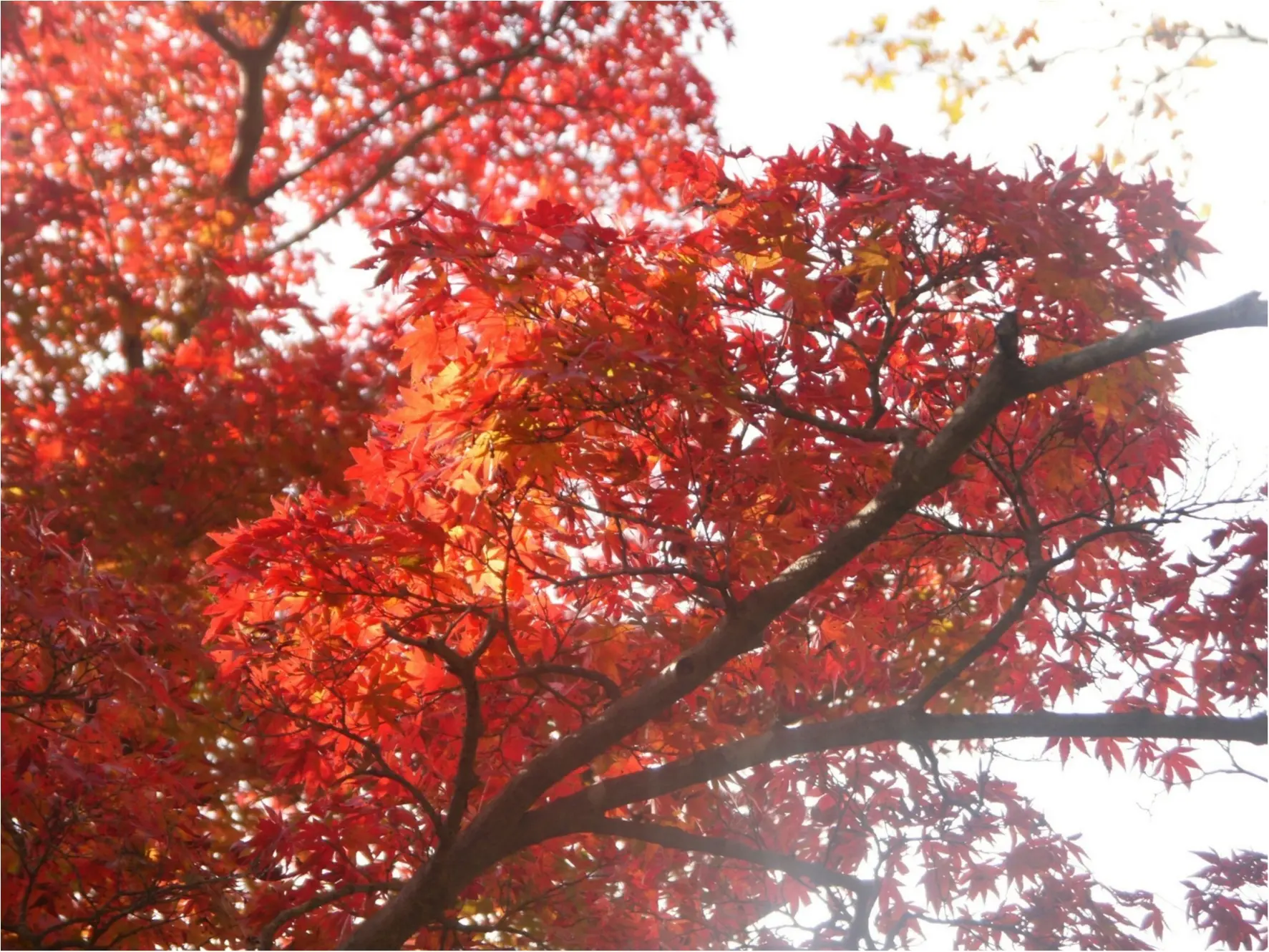 【しの散歩】世界一登山客が多い山!東京の紅葉スポットといえば、やっぱり『高尾山』がおすすめ♪_5