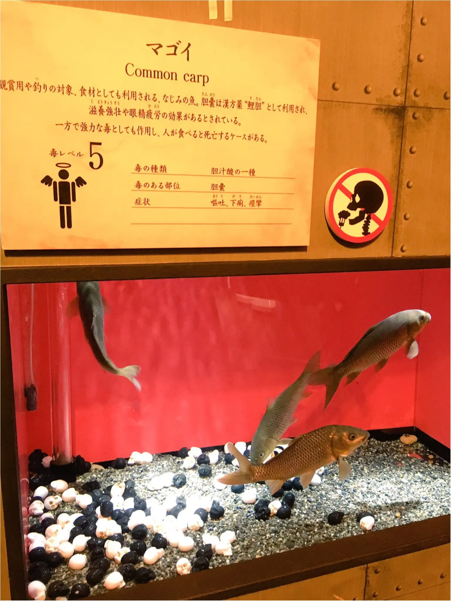 危険な生き物大集合!【毒毒毒毒毒毒毒毒毒展】に行ってきました( º_º )_4