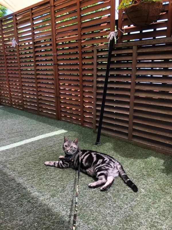 【今日のにゃんこ】庭でくつろぐソラくんをぱしゃり!_1