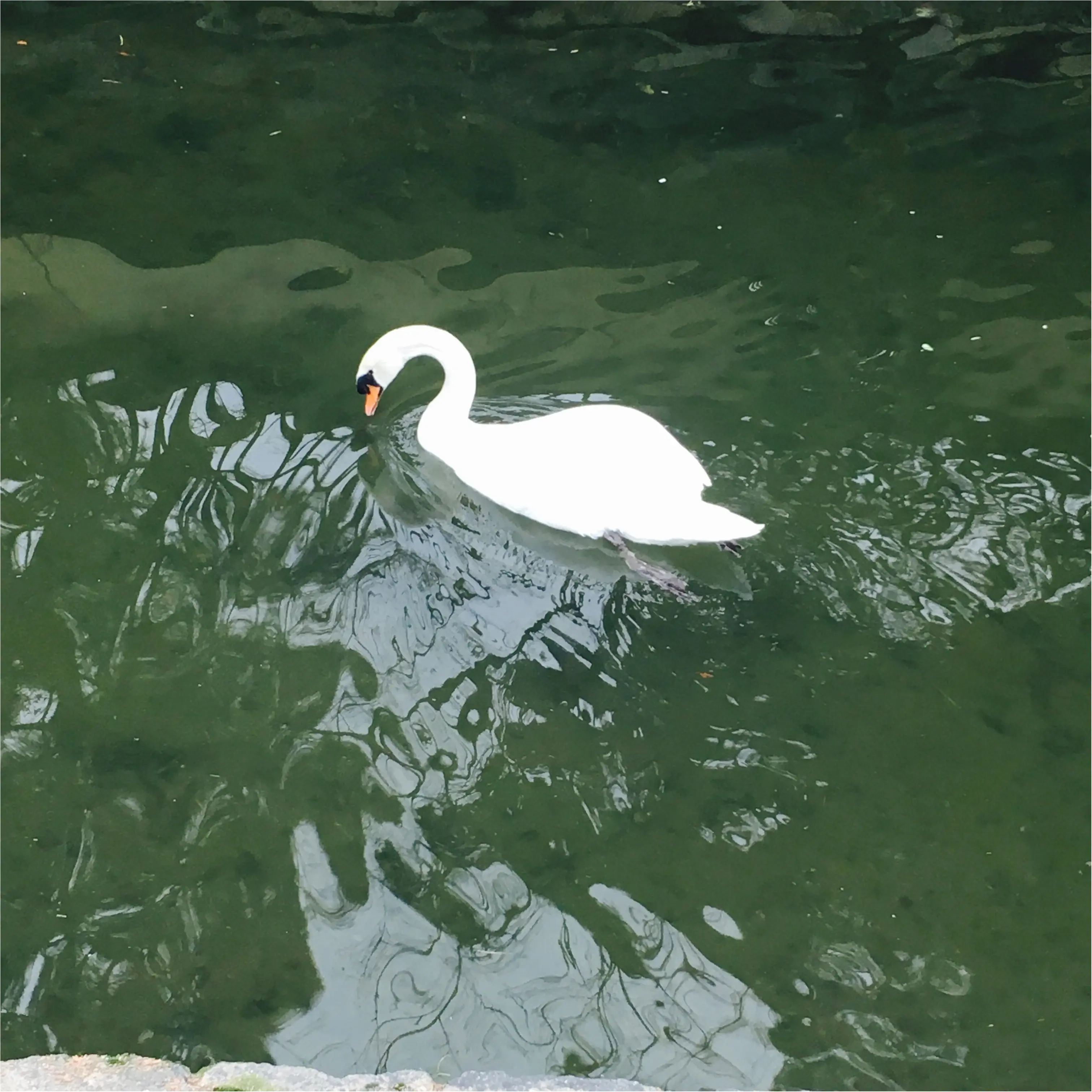 【岡山・倉敷 旅行①】≪美観地区≫の街並みがフォトジェニックでGOOD!_4