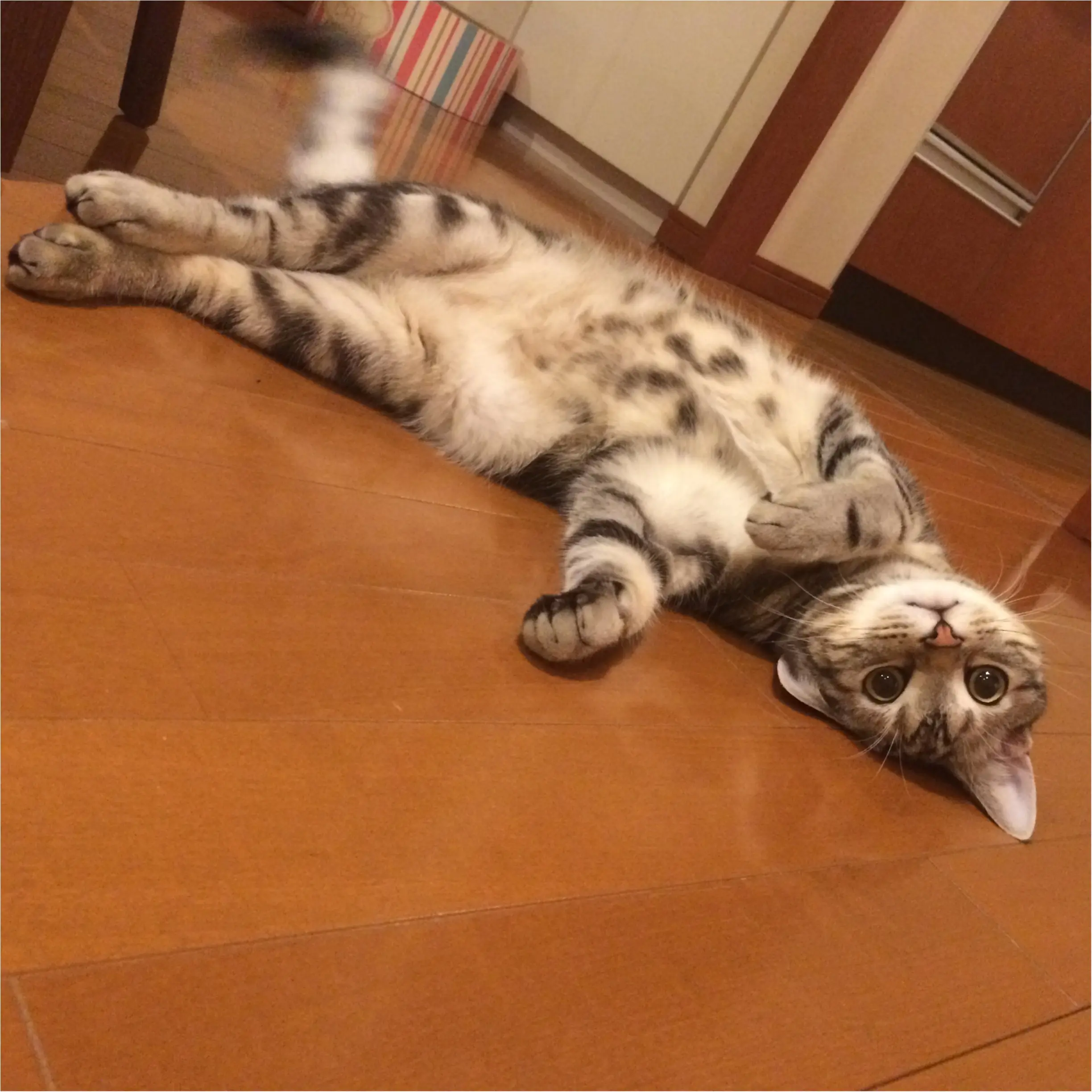 【今日のにゃんこ】しょんぼりニャン……。アランくんが落ち込んでいる理由とは?_1
