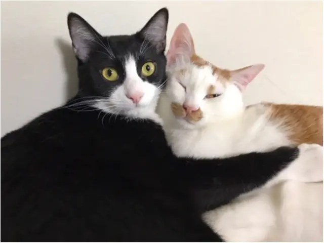 仲良しの猫・ルウくんとラビくんがくっついている様子