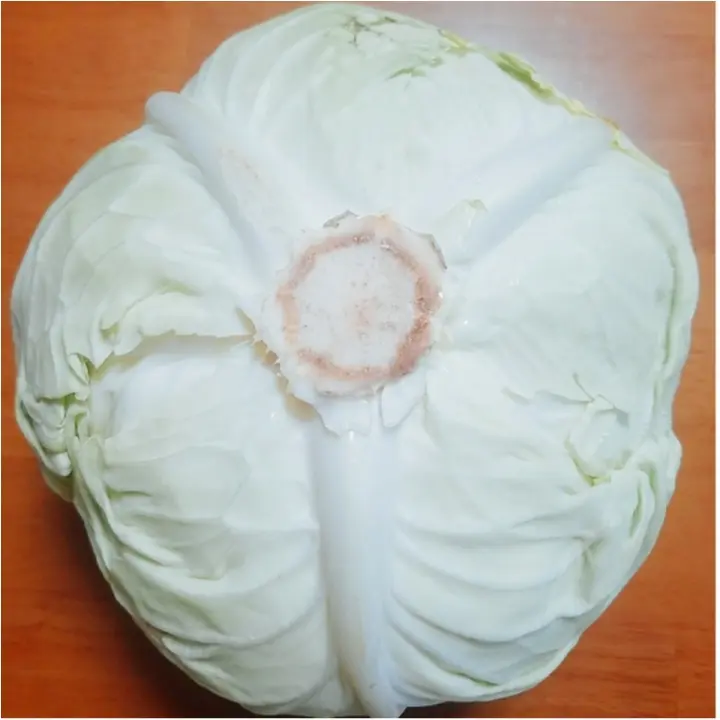 野菜情報!「野菜ジュース」は意味があるの?&野菜の見分け方!【#モアチャレ 農業女子】_2