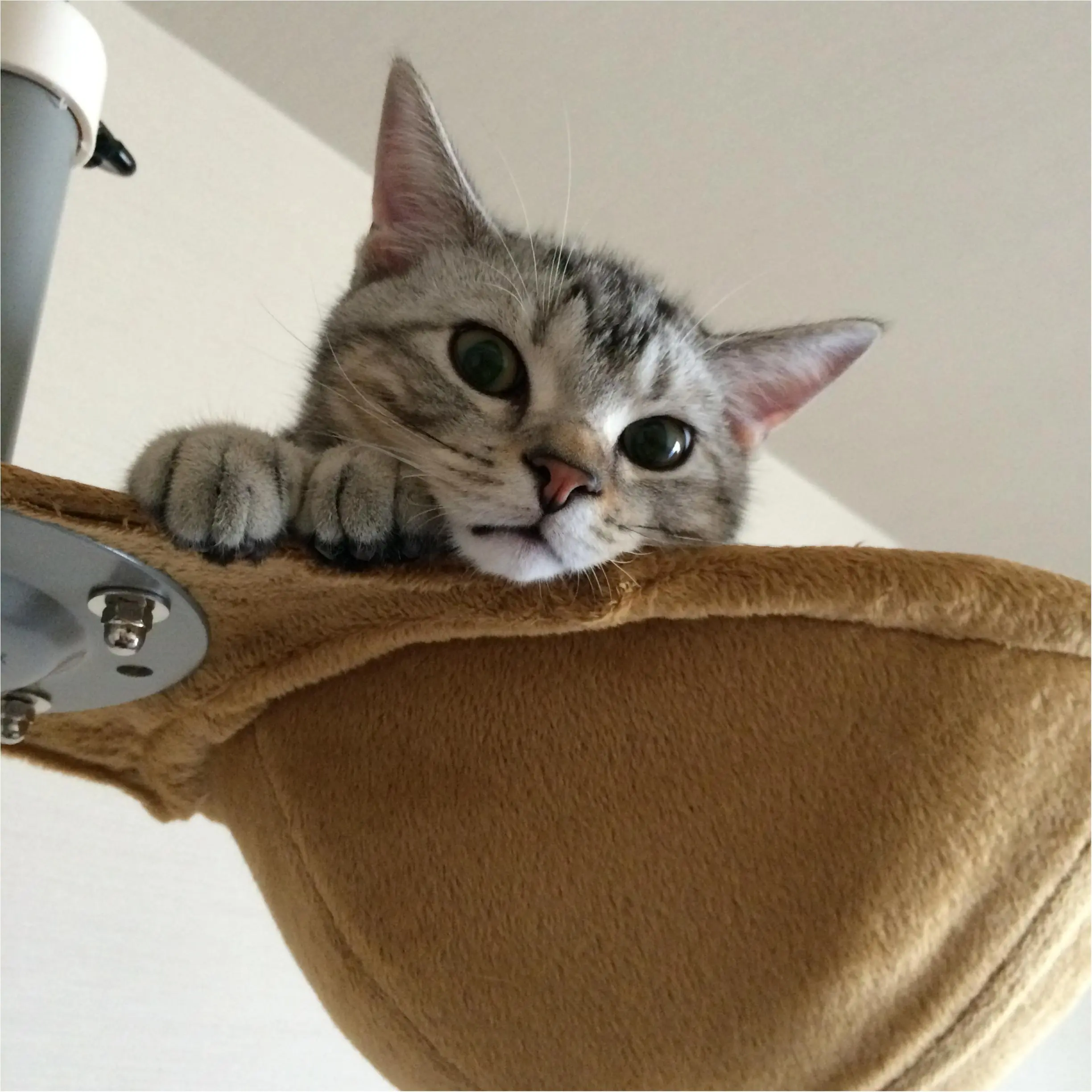 本日のにゃんこ アランくん アメリカンショートヘア_1