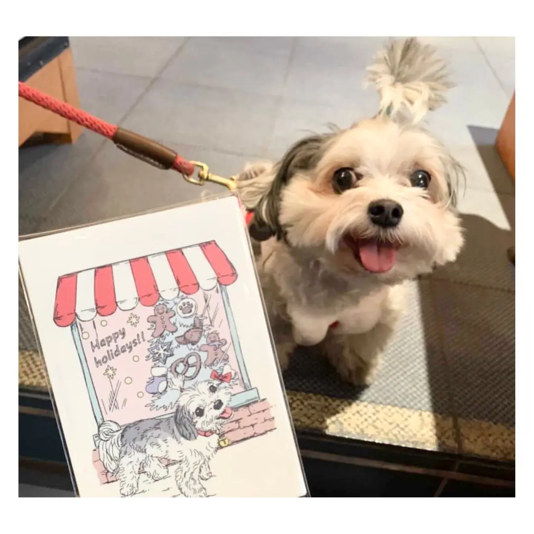 似顔絵を描いてもらってご満悦なチワワとマルチーズのミックス犬・太郎君