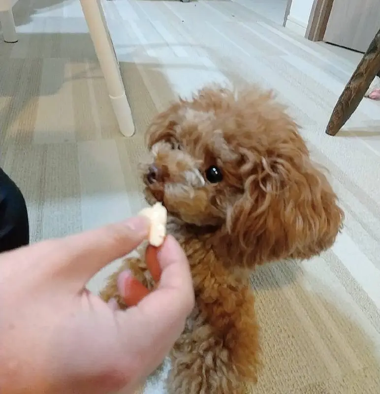 おやつを食べている犬・テテちゃん