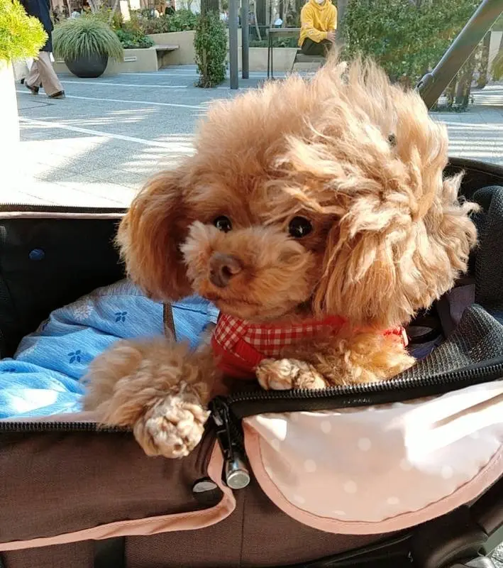 カートに乗っている犬・テテちゃん