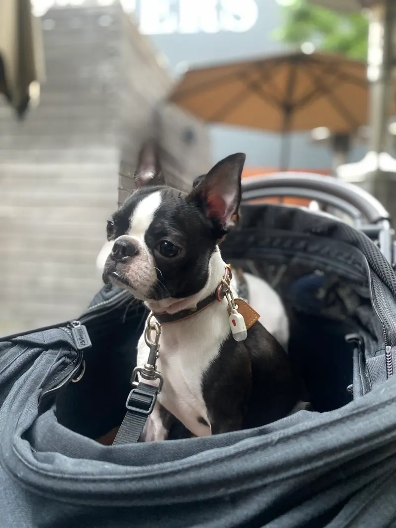 カートに座りアンニュイな表情をする犬・へちまちゃん