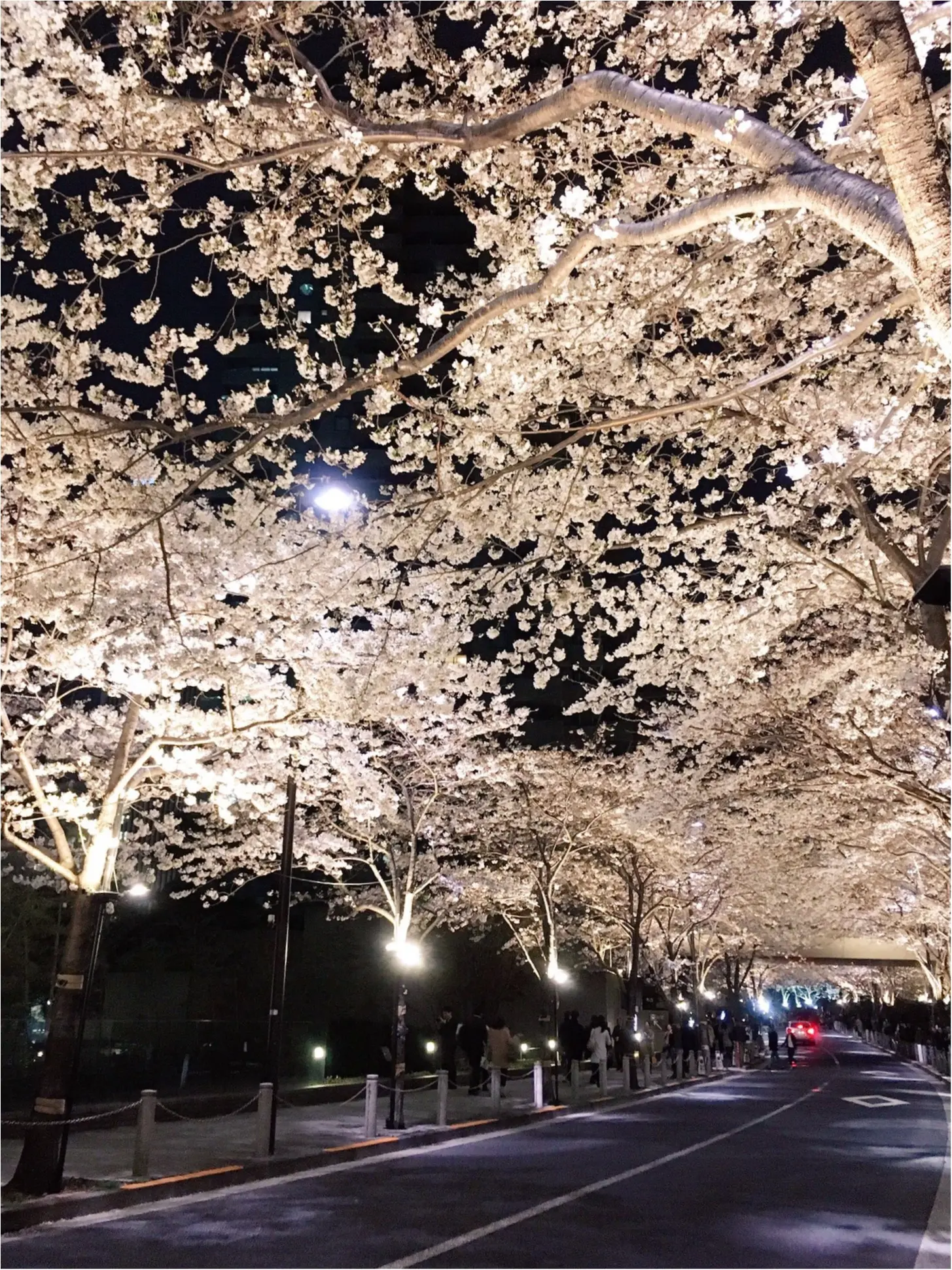 夜桜はしごしました♡六本木〜千鳥ヶ淵_3